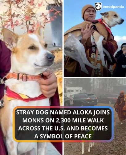 301. A dog became the symbol of Peace walk in washington DC.png