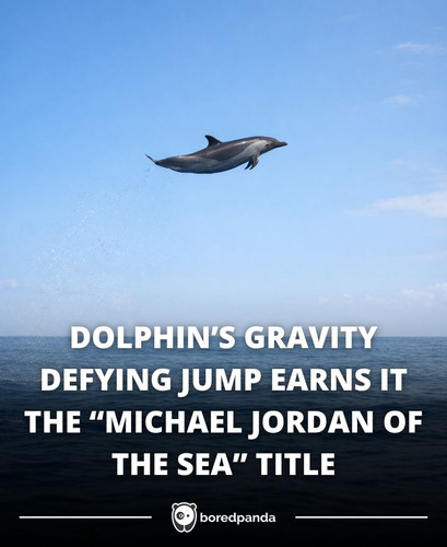 DOLPHIN’S GRAVITY DEFYING JUMP EARNS IT THE “MICHAEL JORDAN OF THE SEA” TITLE.jpg