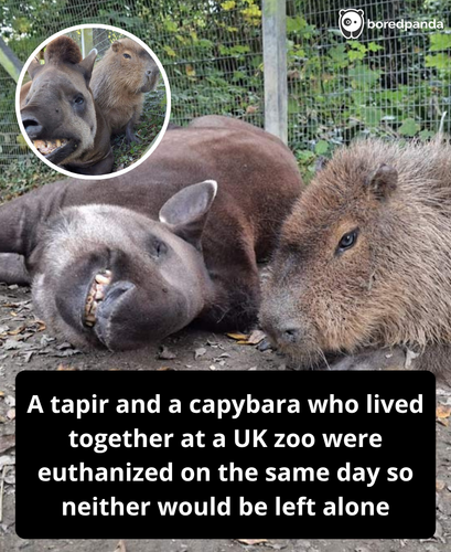 302. Tapir and capybara friends put to sleep together so neither has to live alone.png