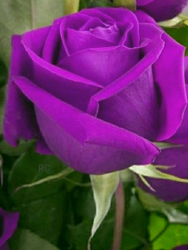 purple Rose2.jpg
