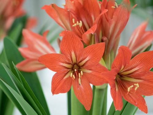 Orange Amaryllis2.jpg