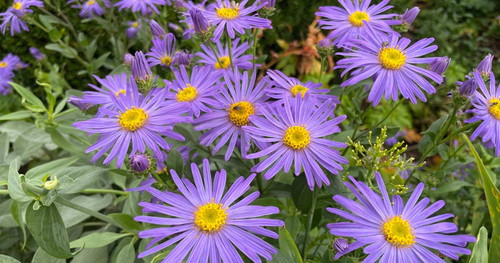 Purple Daisy1.jpg