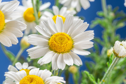 White Daisy1.jpg