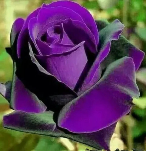 purple Rose1.jpg