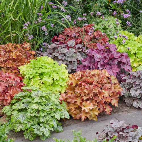 Heuchera plant.jpg