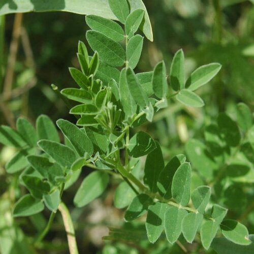 Astragalus plant1.jpg