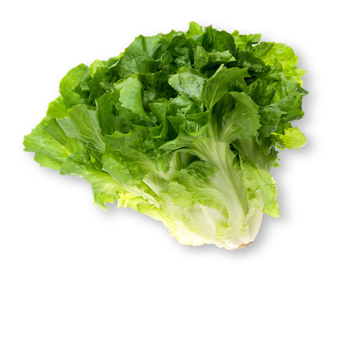 Escarole vegetable.jpg