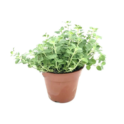 marjoram plant.jpg