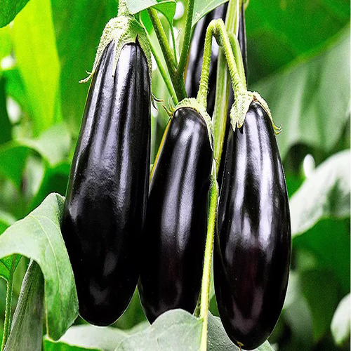 Eggplant vegetable.jpg