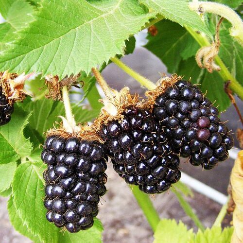 Blackberry fruit.jpg
