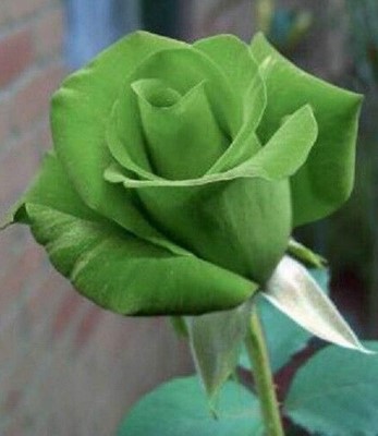 Green Rose 1.jpg