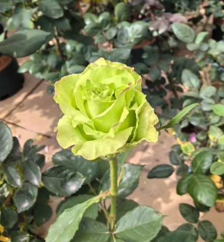 Green Rose2.jpg