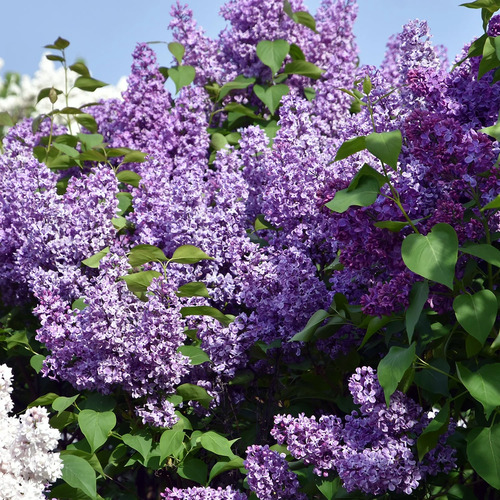 Lilac Tree.jpg