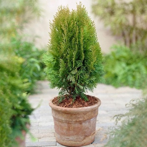 Thuja plant.jpg
