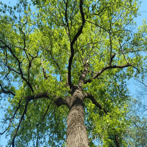 Oak tree.jpg