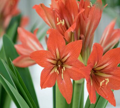 Orange Amaryllis2.jpg