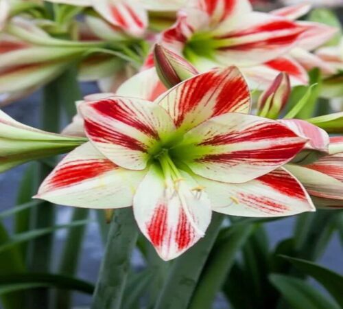 Amaryllis 2 green red.jpg