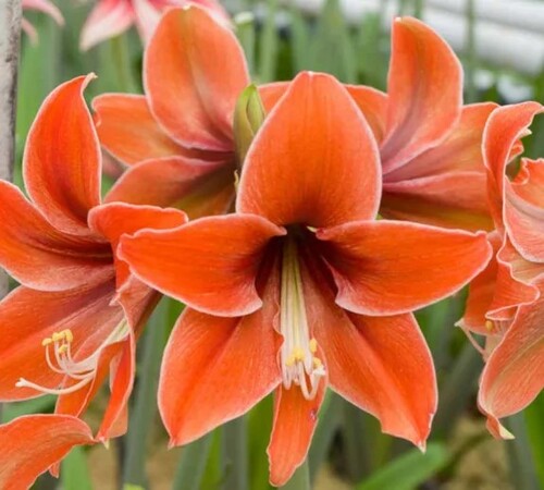 Orange Amaryllis1.jpg