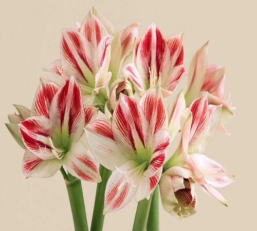 Amaryllis 1Green red.jpg