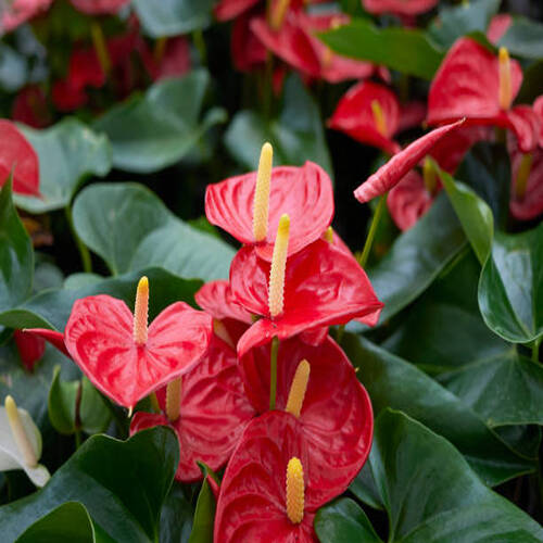 Anthurium close up.jpg