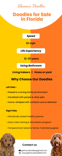 Find Your Perfect Golden Doodle in Florida.png