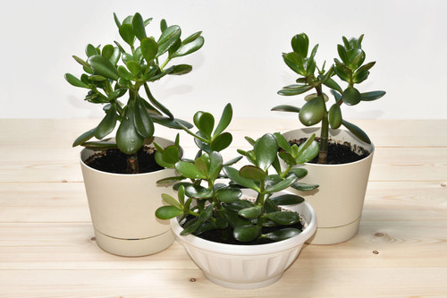 UFlzGNNsgXVtUTDfGg s72ItCcFOAf8vucfFgX8GiMnlpFSg1hyraR o9t gQnDo5Yr0E3kDx4LR2zR4tdcb8W0M6y3HX JepjB4.jpg