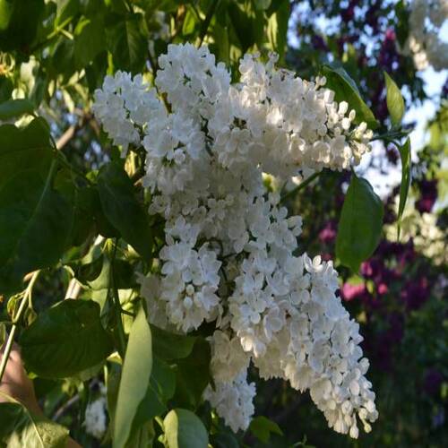 Natural background, beauty in nature, blooming white lilac in the botanical garden named after Hrysh.jpg
