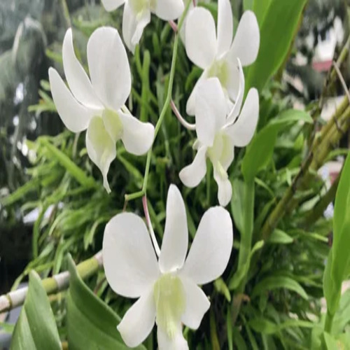 Orchid flower2.jpg
