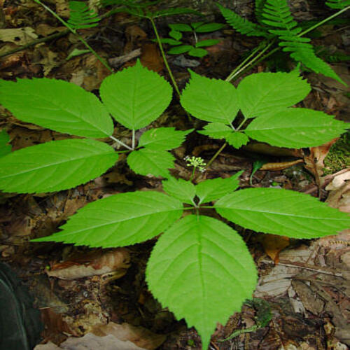 Ginseng plant2.jpg