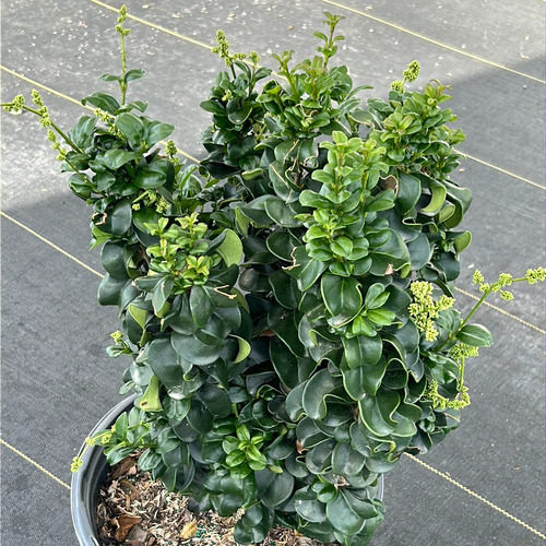 Ligustrum plant2.jpg