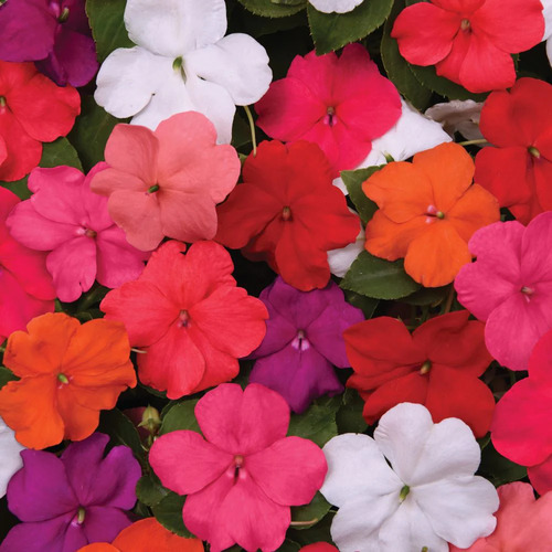 Impatiens flower1.jpg