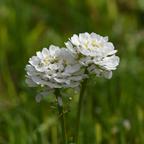 Bitter candytuft, Iberis amara is an important medicinal plant with white flowers..jpg
