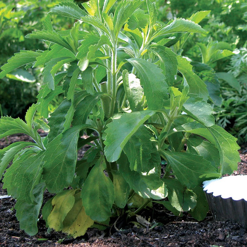 Stevia plant2.jpg