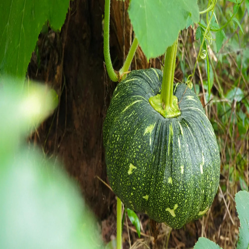 Pumpkin vegetable2.jpg