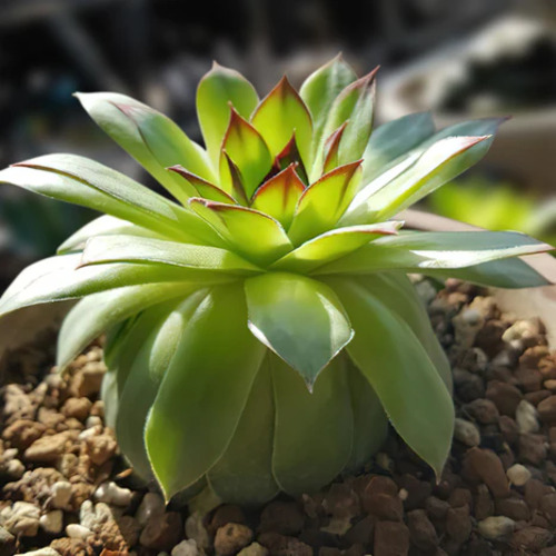 Sempervivum plant3.jpg