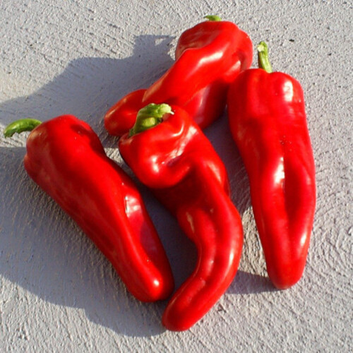Sweet Pepper vegetable2.jpg