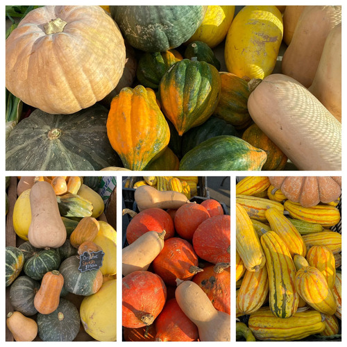 squash vegetable2.jpg