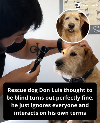 300. This six year old fur baby went viral after an animal rescue in Chile shared his story..png