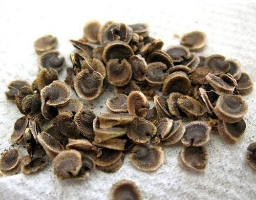 25 hollyhock seed 25 per packet.jpg