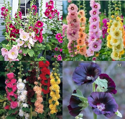 26 hollyhock flower seeds beej i.jpg