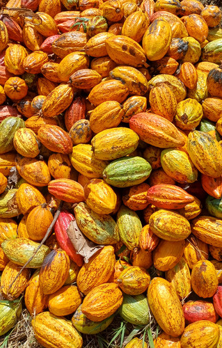 Cacao 1.jpg