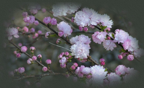 spring01top.jpg