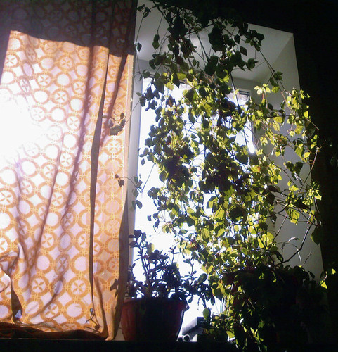 Моё окно (лето 08г).jpg