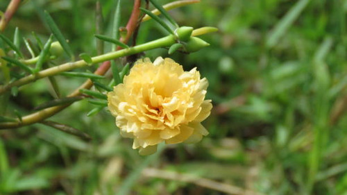 A nice yellow 10 hours flower in my garden..jpg