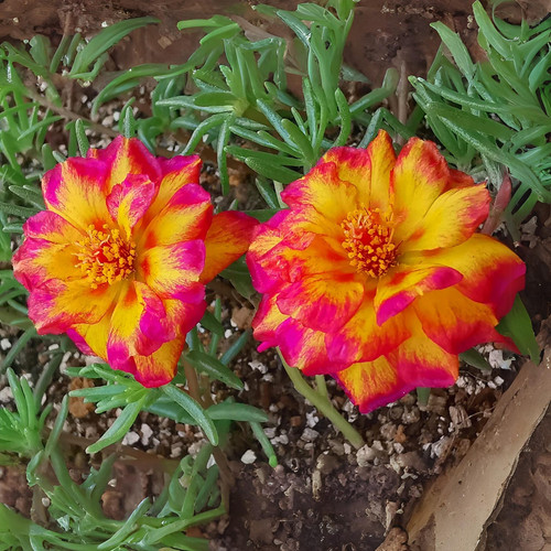 il 1588xN.6485266566 oj8s.jpg