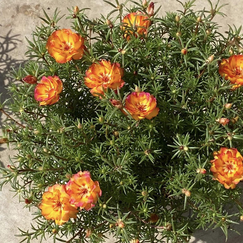 il 1588xN.6461574780 escc.jpg