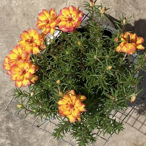 il 1588xN.6509678741 faw6.jpg