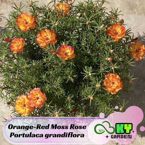 il 1588xN.6509678969 au2y.jpg