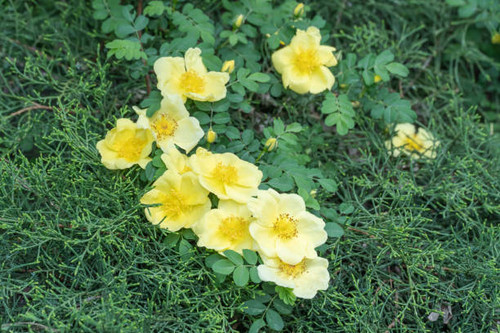 Yellow flowers of bush rosa hugonis blooming in garden. Deciduous shrub of father hugos rose with ar.jpg