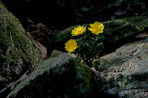 Wildflower yellow seaweed blooming in early spring.jpg